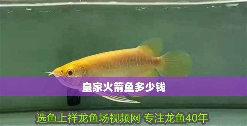 皇家火箭魚多少錢
