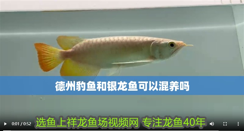 德州豹魚和銀龍魚可以混養(yǎng)嗎