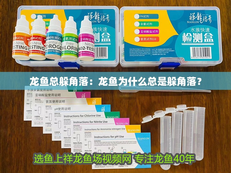 龍魚總躲角落：龍魚為什么總是躲角落？ 龍魚總躲角落：龍魚為什么總是躲角落？ 龍魚百科