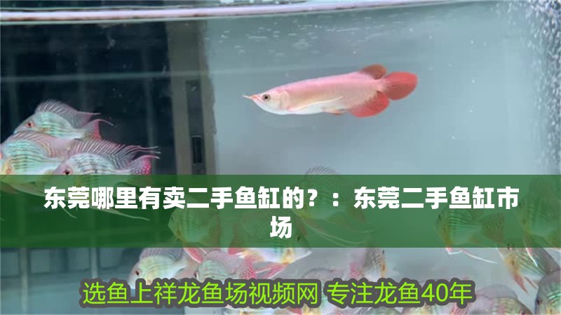 東莞哪里有賣二手魚缸的？：東莞二手魚缸市場 東莞哪里有賣二手魚缸的？：東莞二手魚缸市場 魚缸百科