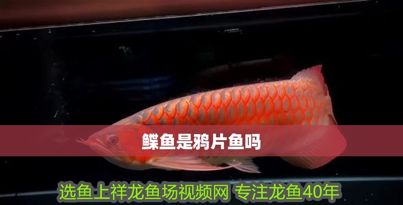 鰈魚是鴉片魚嗎