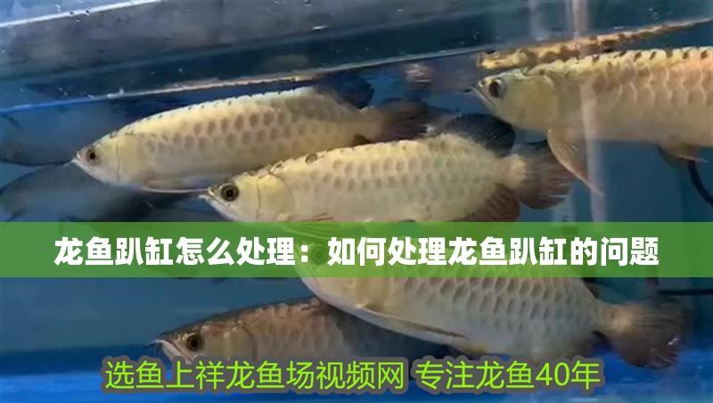 龍魚趴缸怎么處理：如何處理龍魚趴缸的問題