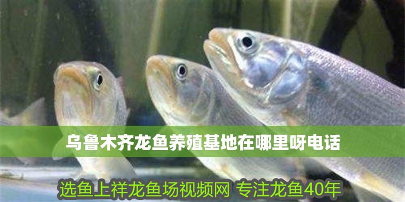 烏魯木齊龍魚養殖基地在哪里呀電話