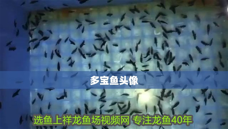 多寶魚頭像