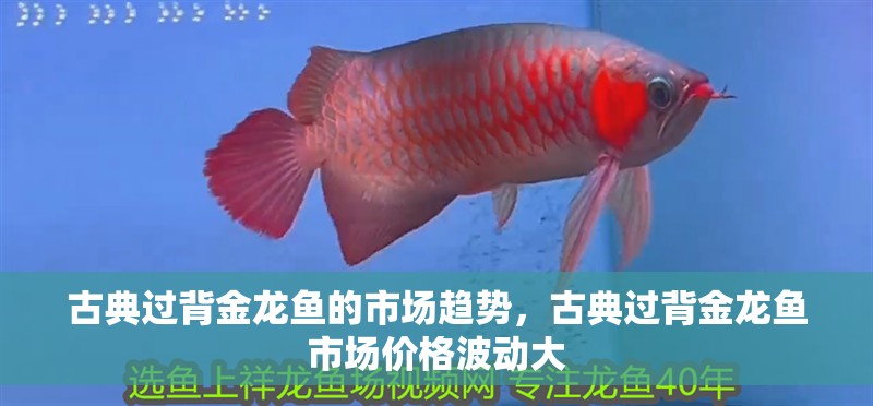古典過背金龍魚的市場趨勢，古典過背金龍魚市場價格波動大