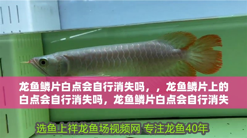 龍魚鱗片白點會自行消失嗎，，龍魚鱗片上的白點會自行消失嗎，龍魚鱗片白點會自行消失嗎