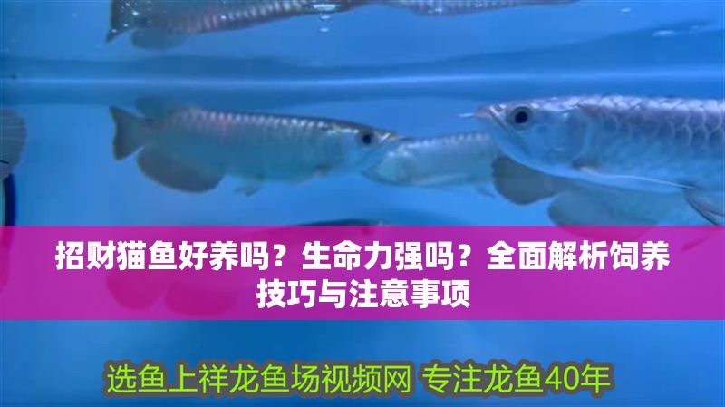 招財貓魚好養嗎？生命力強嗎？全面解析飼養技巧與注意事項