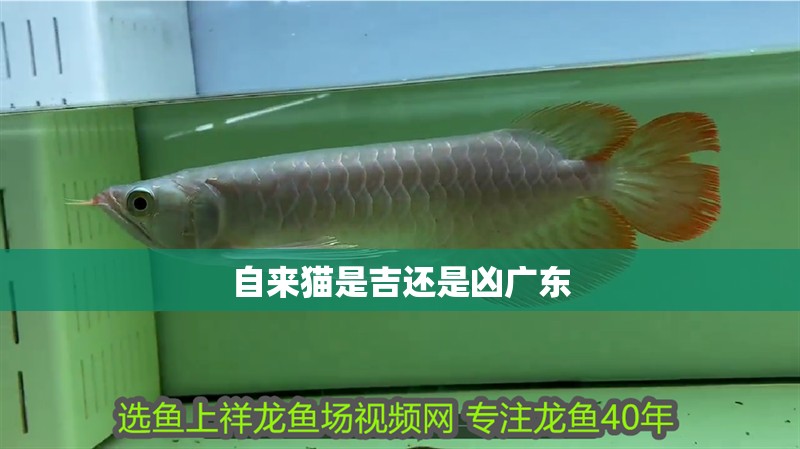 魚缸用增氧泵價(jià)格是多少:魚缸增氧機(jī)-xtrac增氧機(jī)-xtrac增氧機(jī) 自來貓是吉還是兇廣東 龍魚論壇 自來貓是吉還是兇廣東 自來貓是吉還是兇廣東 龍魚論壇