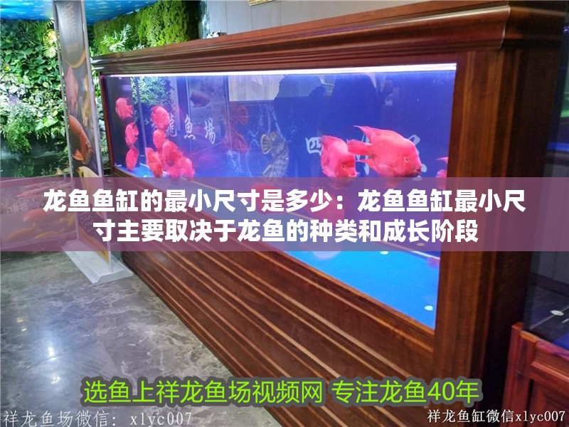 龍魚魚缸的最小尺寸是多少：龍魚魚缸最小尺寸主要取決于龍魚的種類和成長階段