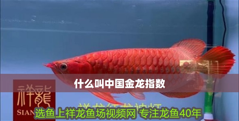 什么叫中國金龍指數