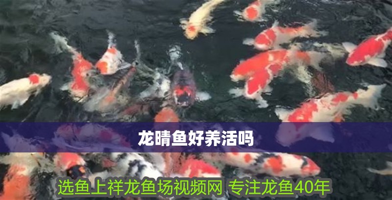 龍晴魚好養活嗎