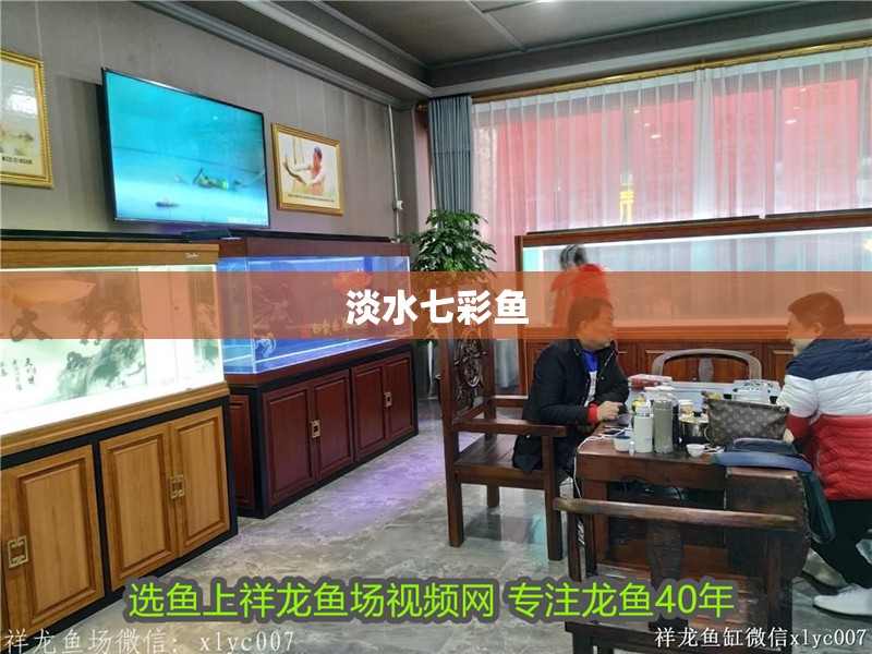 淡水七彩魚