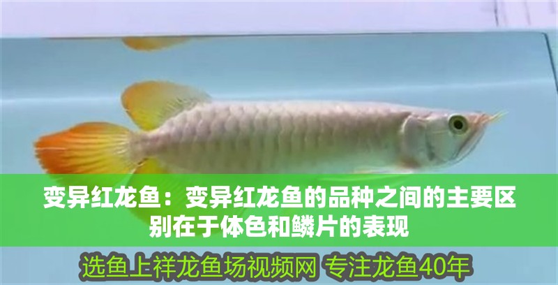 變異紅龍魚：變異紅龍魚的品種之間的主要區別在于體色和鱗片的表現 變異紅龍魚：變異紅龍魚的品種之間的主要區別在于體色和鱗片的表現 龍魚百科