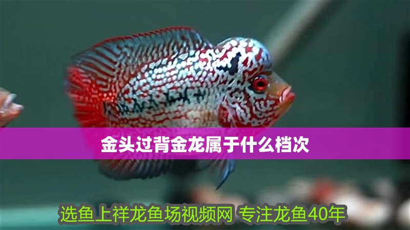 金頭過背金龍屬于什么檔次