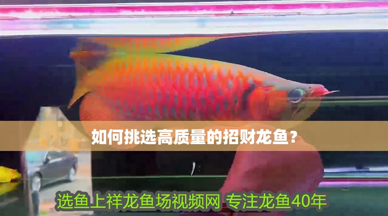 如何挑選高質量的招財龍魚？ 如何挑選高質量的招財龍魚？ 龍魚論壇