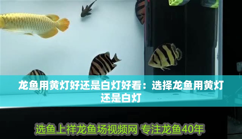 龍魚用黃燈好還是白燈好看：選擇龍魚用黃燈還是白燈
