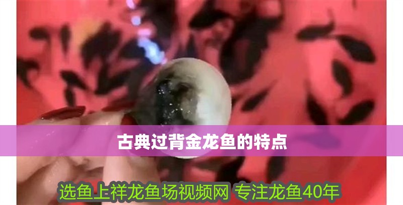 新到家的小虎魚 古典過背金龍魚的特點 龍魚論壇 古典過背金龍魚的特點 古典過背金龍魚的特點 龍魚論壇