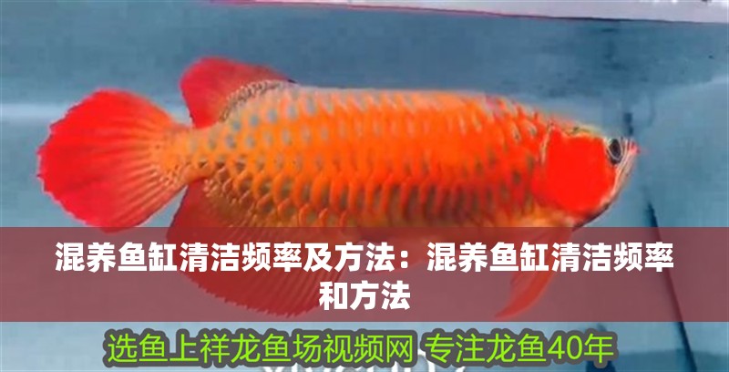 混養魚缸清潔頻率及方法：混養魚缸清潔頻率和方法 混養魚缸清潔頻率及方法：混養魚缸清潔頻率和方法 魚缸百科
