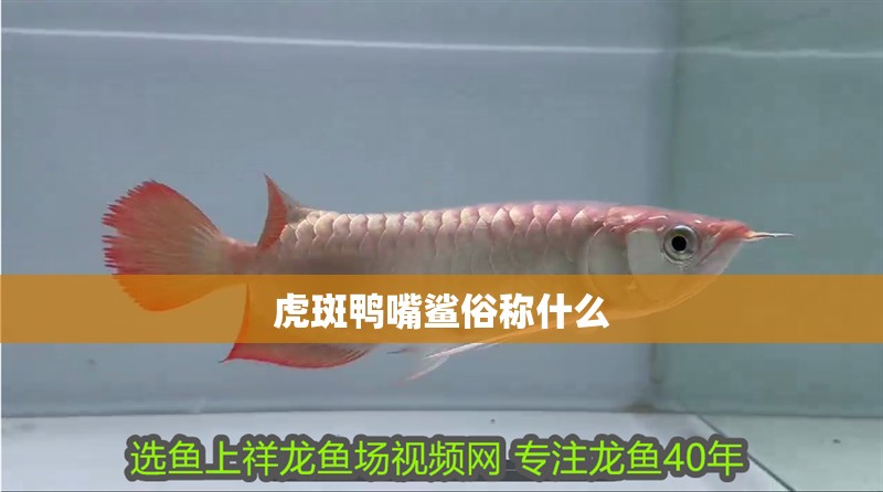 虎斑鴨嘴鯊俗稱什么