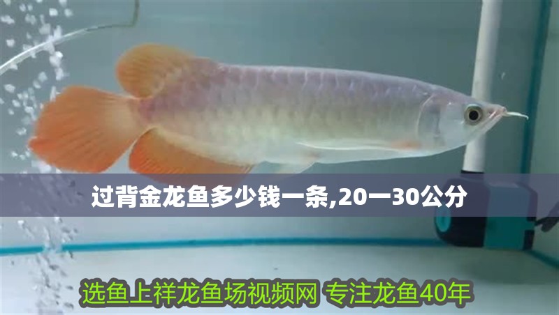過背金龍魚多少錢一條,20一30公分