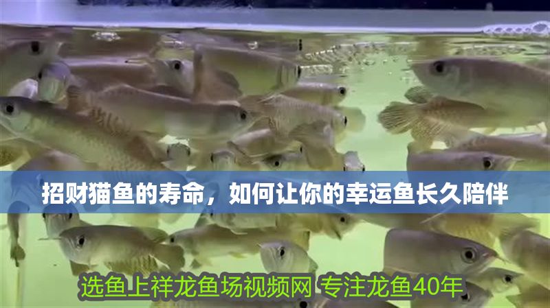 招財(cái)貓魚(yú)的壽命，如何讓你的幸運(yùn)魚(yú)長(zhǎng)久陪伴