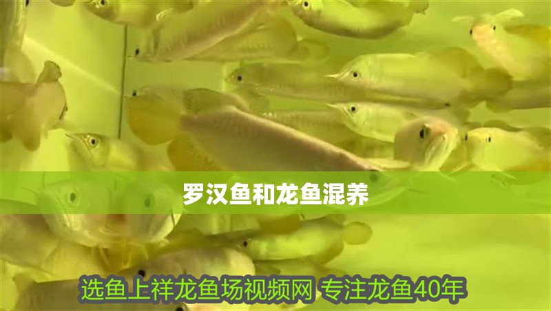 龍魚干蝦有營養嗎 羅漢魚和龍魚混養 龍魚百科 羅漢魚和龍魚混養 羅漢魚和龍魚混養 龍魚百科