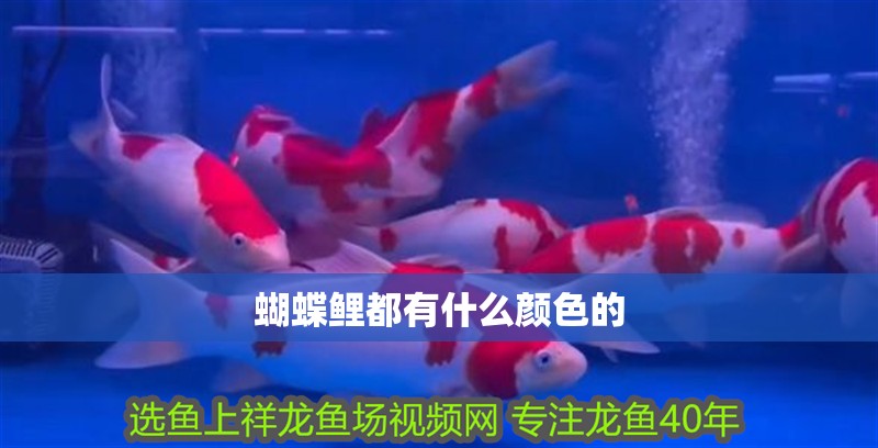 魚缸過濾器選購指南:自制魚缸過濾器魚缸上置過濾器對于養魚愛好者的必備知識 蝴蝶鯉都有什么顏色的 龍魚論壇 蝴蝶鯉都有什么顏色的 蝴蝶鯉都有什么顏色的 龍魚論壇