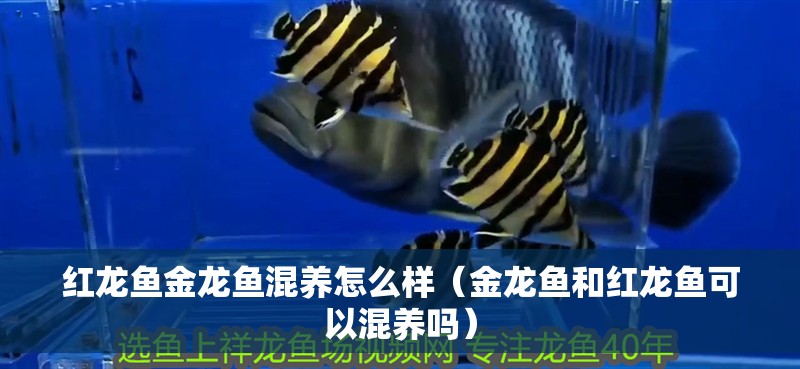 紅龍魚金龍魚混養(yǎng)怎么樣（金龍魚和紅龍魚可以混養(yǎng)嗎）