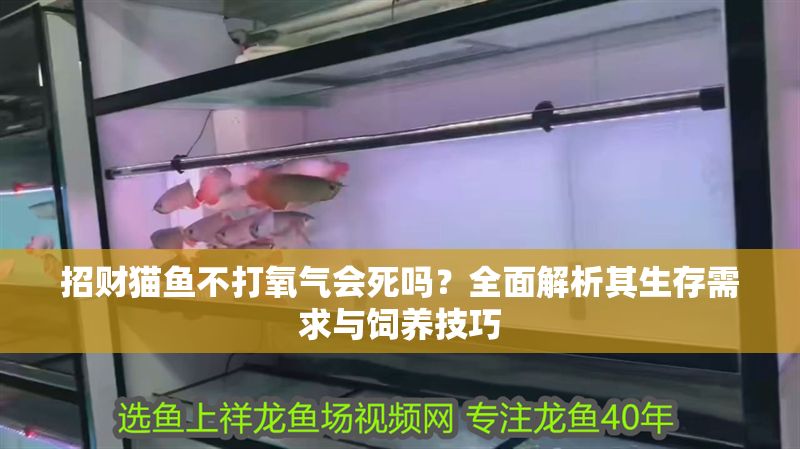 招財貓魚不打氧氣會死嗎？全面解析其生存需求與飼養技巧