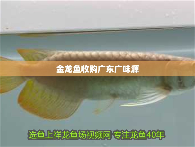 金龍魚收購廣東廣味源