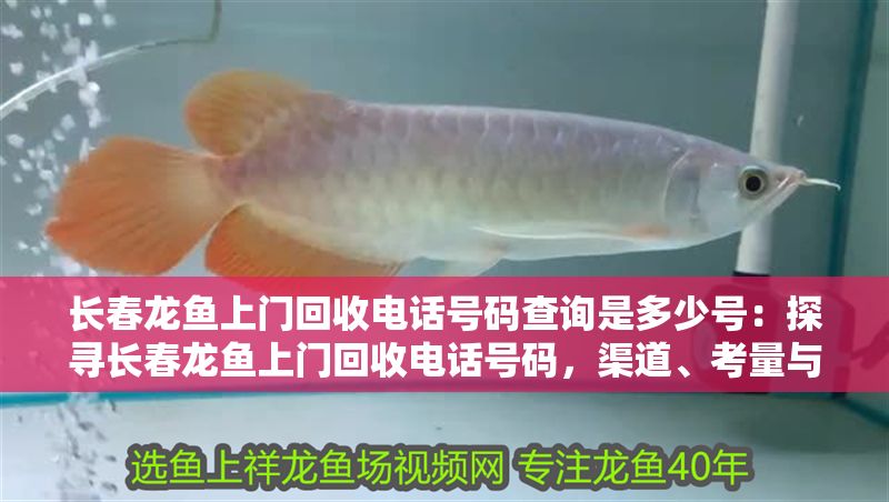 長春龍魚上門回收電話號碼查詢是多少號：探尋長春龍魚上門回收電話號碼，渠道、考量與注意事項 長春龍魚上門回收電話號碼查詢是多少號：探尋長春龍魚上門回收電話號碼，渠道、考量與注意事項 龍魚百科 第1張