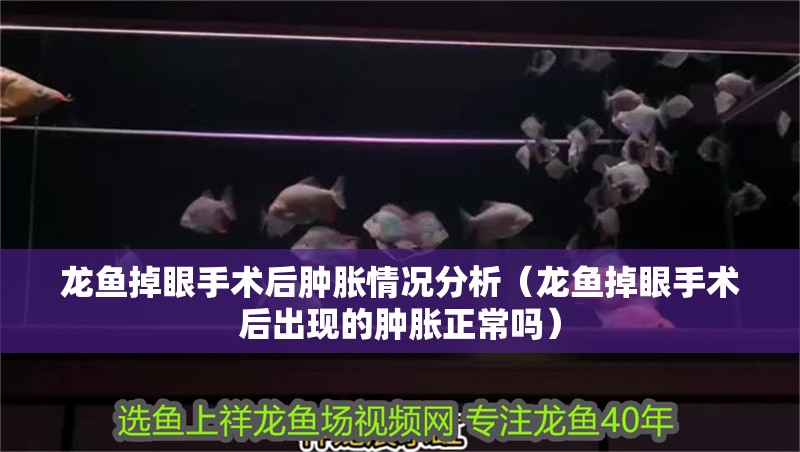 龍魚掉眼手術(shù)后腫脹情況分析（龍魚掉眼手術(shù)后出現(xiàn)的腫脹正常嗎）