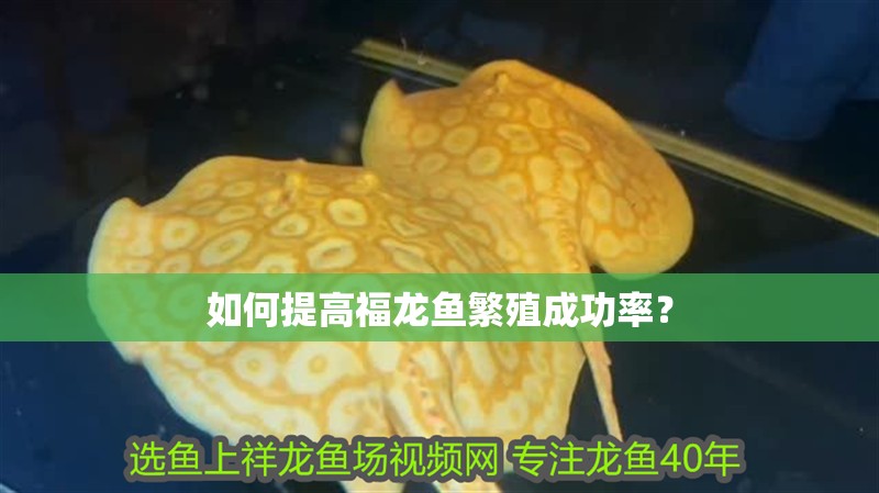 如何提高福龍魚繁殖成功率？