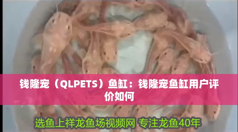 錢隆寵（QLPETS）魚缸：錢隆寵魚缸用戶評價如何