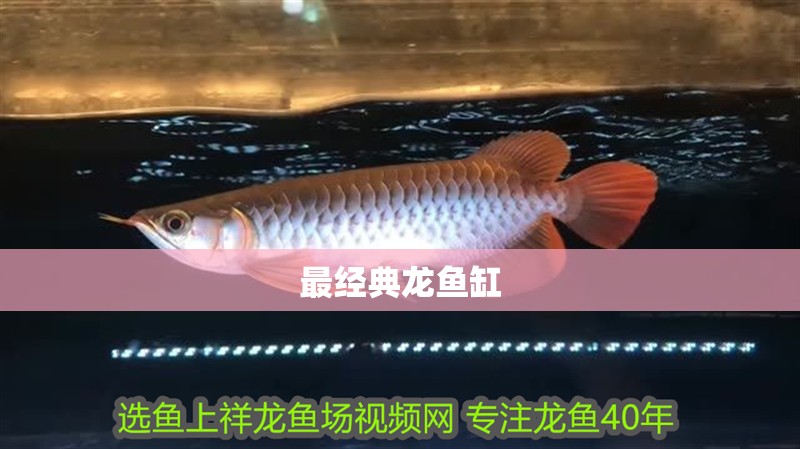 最經典龍魚缸