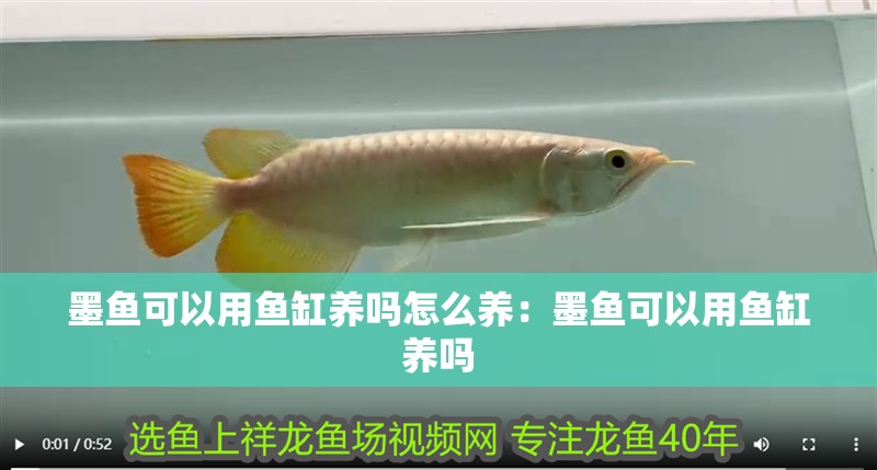 墨魚可以用魚缸養嗎怎么養：墨魚可以用魚缸養嗎