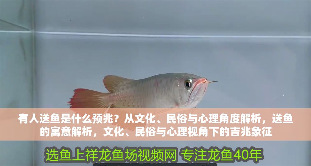 有人送魚是什么預兆？從文化、民俗與心理角度解析，送魚的寓意解析，文化、民俗與心理視角下的吉兆象征