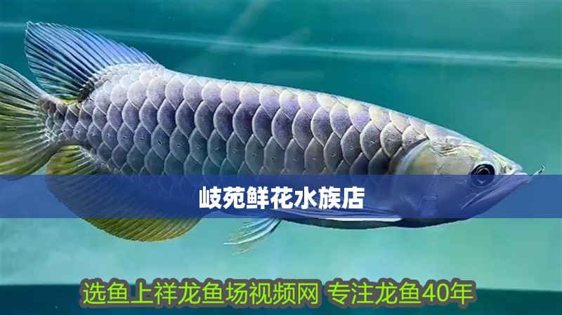 魚缸過濾器選購指南:自制魚缸過濾器魚缸上置過濾器對于養魚愛好者的必備知識 岐苑鮮花水族店 全國水族館企業名錄 岐苑鮮花水族店 岐苑鮮花水族店 全國水族館企業名錄