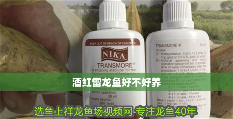 酒紅雷龍魚好不好養 酒紅雷龍魚好不好養 龍魚百科