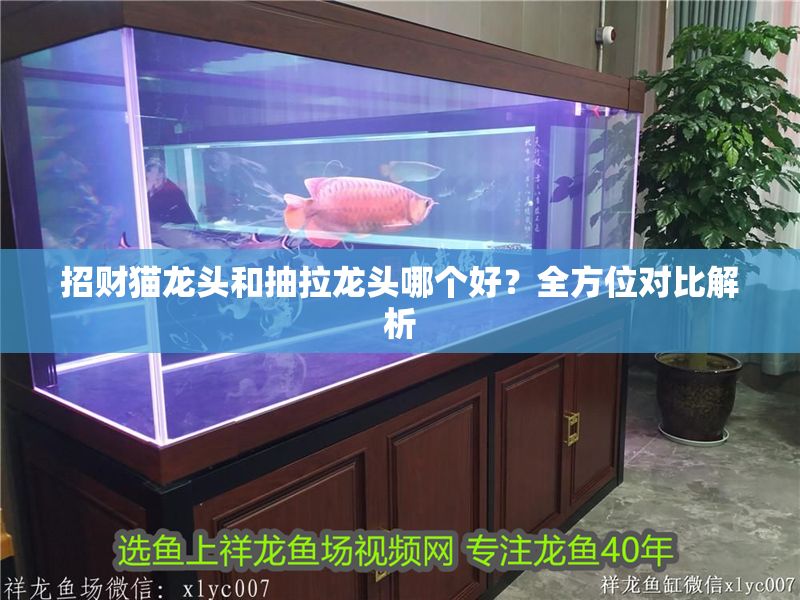 招財貓龍頭和抽拉龍頭哪個好？全方位對比解析 招財貓龍頭和抽拉龍頭哪個好？全方位對比解析 龍魚百科 第1張