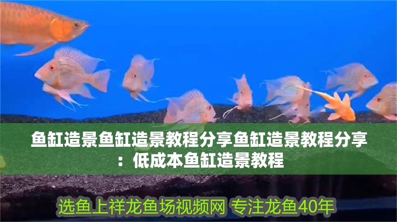 魚缸造景魚缸造景教程分享魚缸造景教程分享：低成本魚缸造景教程