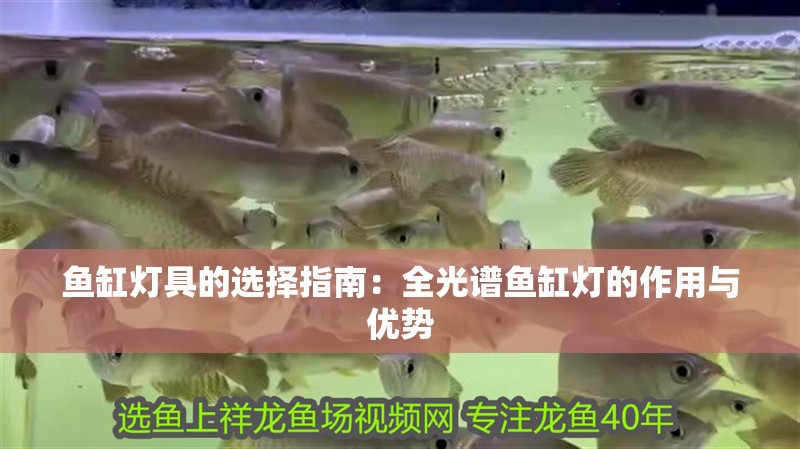 魚缸燈具的選擇指南：全光譜魚缸燈的作用與優勢 魚缸燈具的選擇指南：全光譜魚缸燈的作用與優勢 魚缸百科