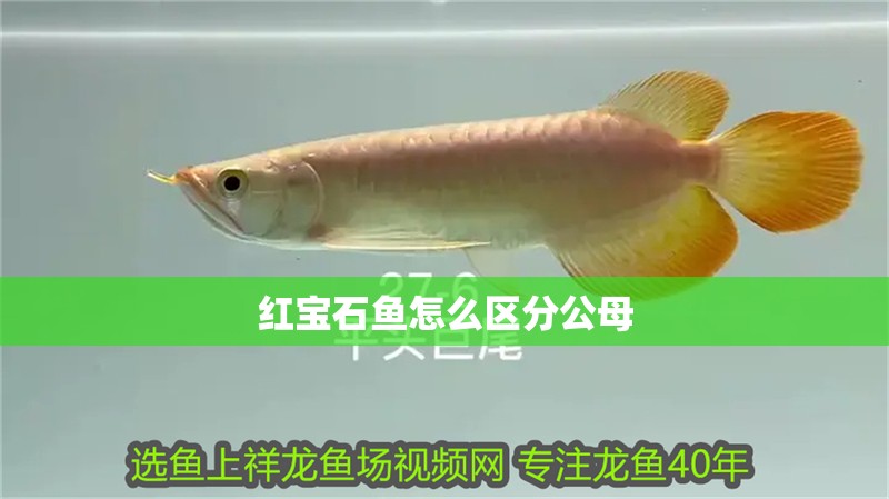 紅寶石魚怎么區(qū)分公母 紅寶石魚怎么區(qū)分公母 龍魚論壇