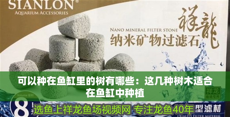 龍魚干蝦有營養嗎 可以種在魚缸里的樹有哪些:這幾種樹木適合在魚缸中種植 魚缸百科 可以種在魚缸里的樹有哪些:這幾種樹木適合在魚缸中種植 可以種在魚缸里的樹有哪些:這幾種樹木適合在魚缸中種植 魚缸百科