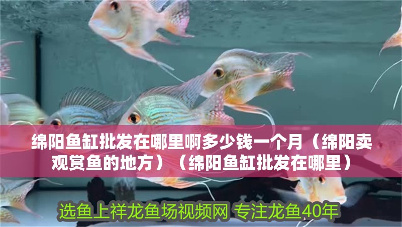 綿陽魚缸批發在哪里啊多少錢一個月（綿陽賣觀賞魚的地方）（綿陽魚缸批發在哪里）