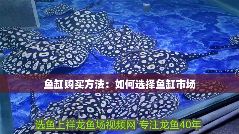 魚缸購買方法：如何選擇魚缸市場