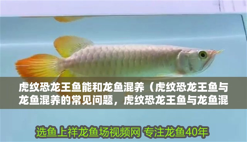 虎紋恐龍王魚能和龍魚混養（虎紋恐龍王魚與龍魚混養的常見問題，虎紋恐龍王魚與龍魚混養策略）