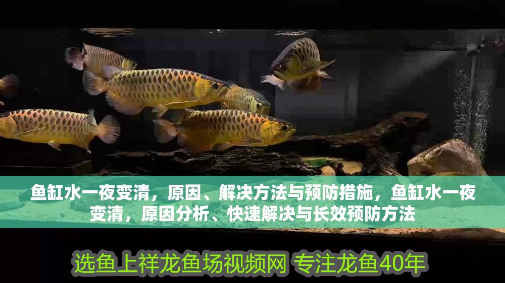 魚缸水一夜變清，原因、解決方法與預防措施，魚缸水一夜變清，原因分析、快速解決與長效預防方法