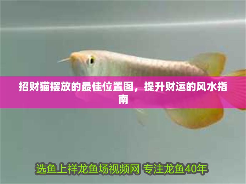招財貓擺放的最佳位置圖，提升財運的風水指南