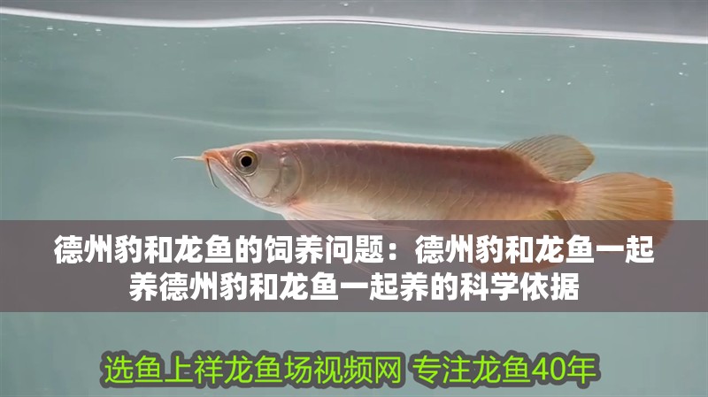 德州豹和龍魚的飼養問題：德州豹和龍魚一起養德州豹和龍魚一起養的科學依據
